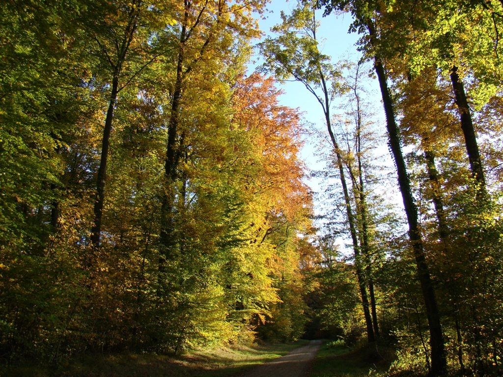 Automne  Hochstatt