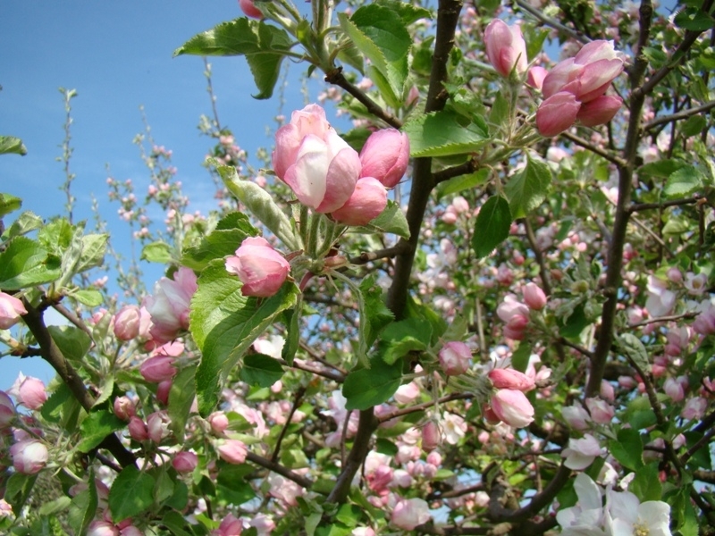 Pommier en fleur