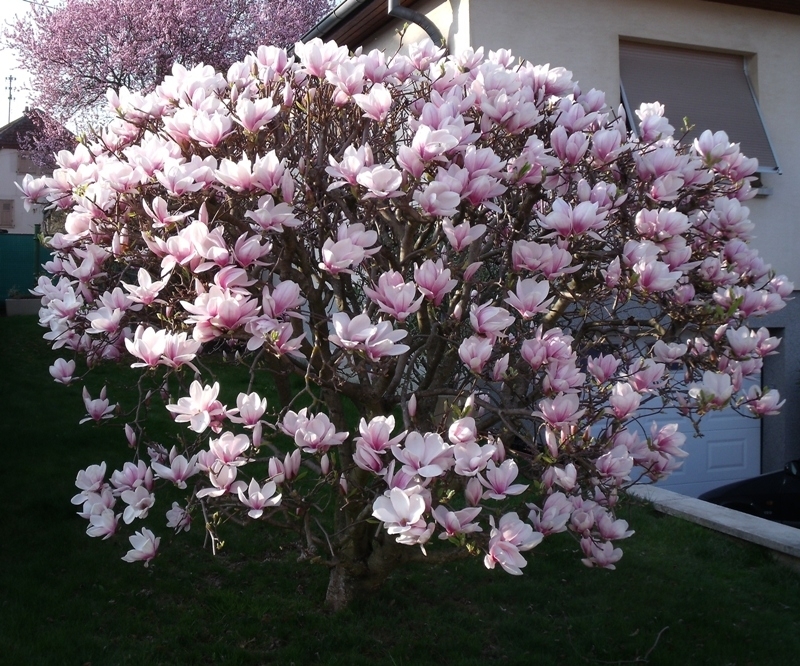 Magnolia en fleur