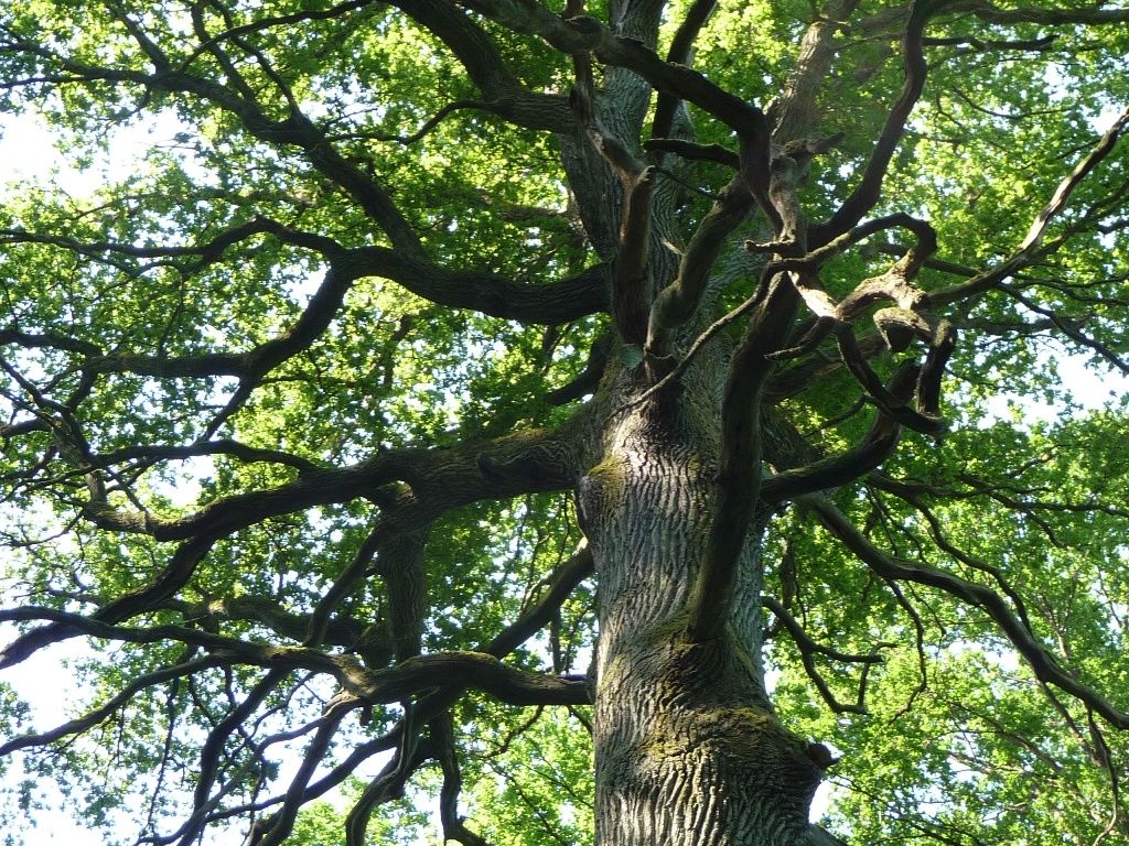 VISITE DE LA FORET PAR L'ONF