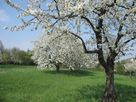 Arbres en fleurs