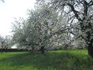 Arbres en fleurs